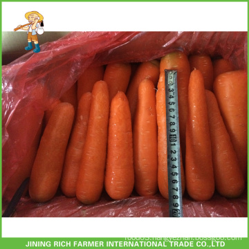 Supplying The Best Fresh Carrot From China